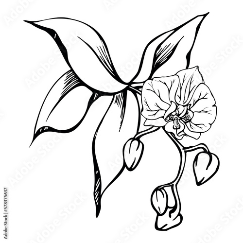 Hand drawn vector ink orchid flowers and branches, monochrome, detailed outline. Circle wreath composition. Isolated on white background. Design for wall art, wedding, print, tattoo, cover, card.