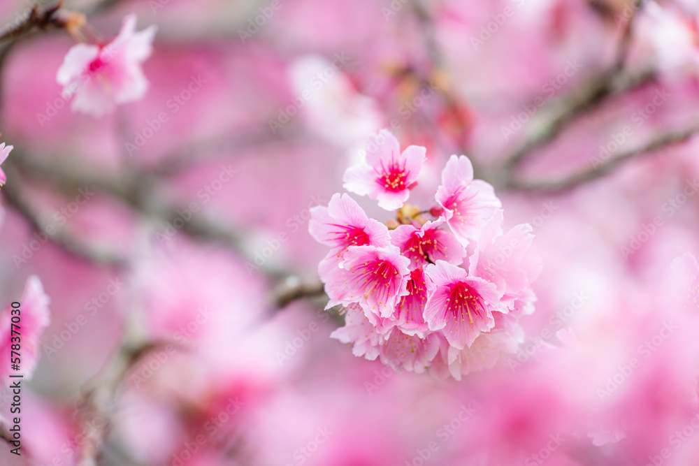 Beautiful sakura flower on the tree Beautiful sakura flower on the tree
