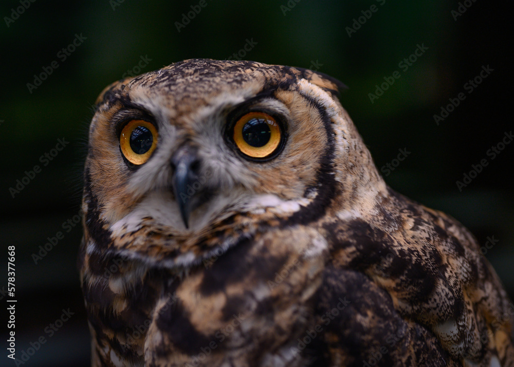 great horned owl great horned owl