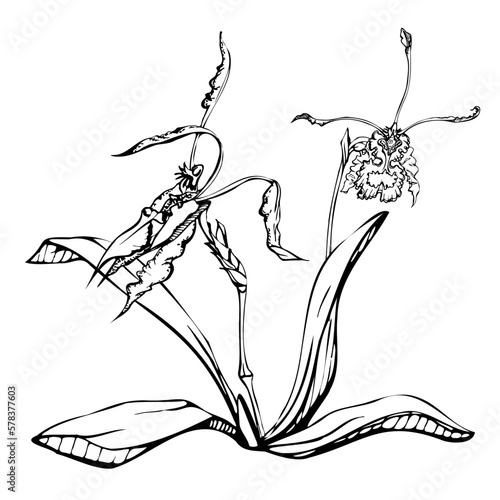 Hand drawn vector ink orchid flowers, stems, leaves, monochrome, detailed outline. Composition with branches. Isolated on white background. Design for wall art, wedding, print, tattoo, cover, card.