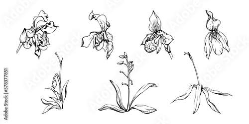 Hand drawn vector ink orchid flowers and branches, monochrome, detailed outline. Single flowers, leaves, stems. Isolated on white background. Design for wall art, wedding, print, tattoo, cover, card.