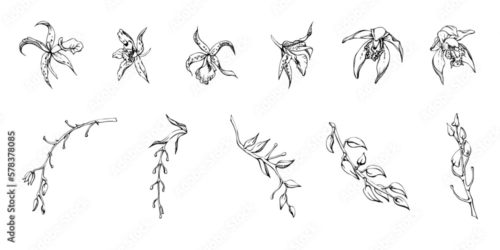 Hand drawn vector ink orchid flowers and branches, monochrome, detailed outline. Single flowers, leaves, stems. Isolated on white background. Design for wall art, wedding, print, tattoo, cover, card. Hand drawn vector ink orchid flowers and branches, monochrome, detailed outline. Single flowers, leaves, stems. Isolated on white background. Design for wall art, wedding, print, tattoo, cover, card.