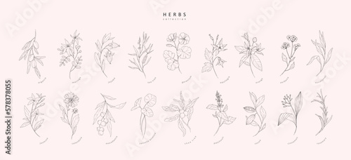 Leinwand Poster Vector hand drawn cosmetic herbs set