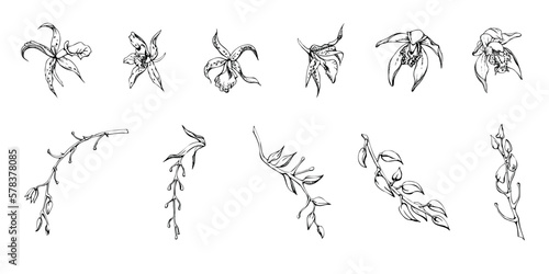 Hand drawn vector ink orchid flowers and branches, monochrome, detailed outline. Single flowers, leaves, stems. Isolated on white background. Design for wall art, wedding, print, tattoo, cover, card.