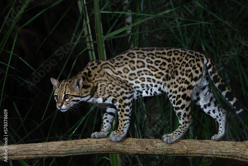Ocelot (Leopardus pardalis) searching for food in the night in the forest of the North Pantanal in Brazil © henk bogaard