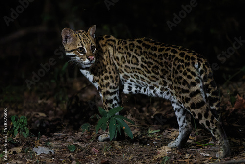 Ocelot (Leopardus pardalis) searching for food in the night in the forest of the North Pantanal in Brazil © henk bogaard