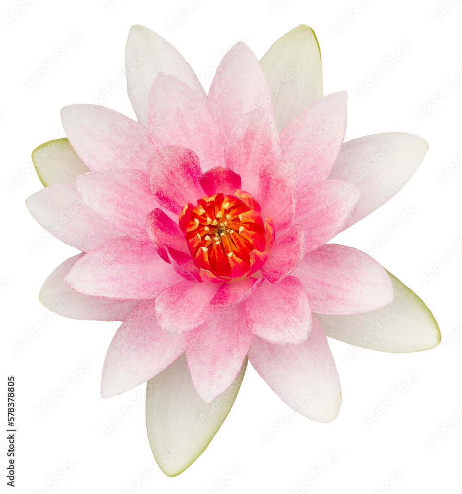 Pink waterlily flower on transparent background