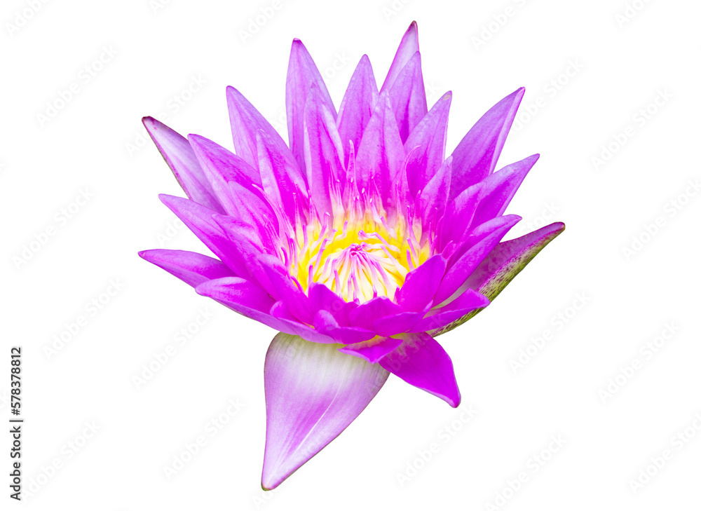 Purple waterlily flower on transparent background