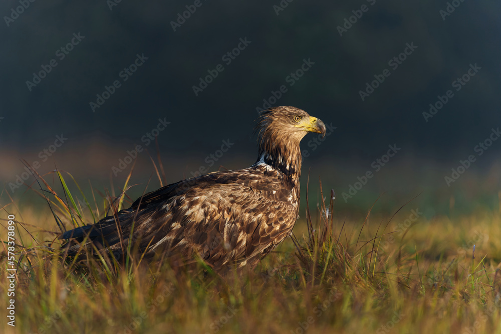 Fototapeta premium White tailed eagles (Haliaeetus albicilla) searching for food in the early morning on a field in the forest in Poland. 