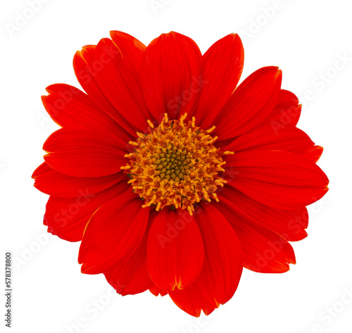 Mexican sunflower on transparent background