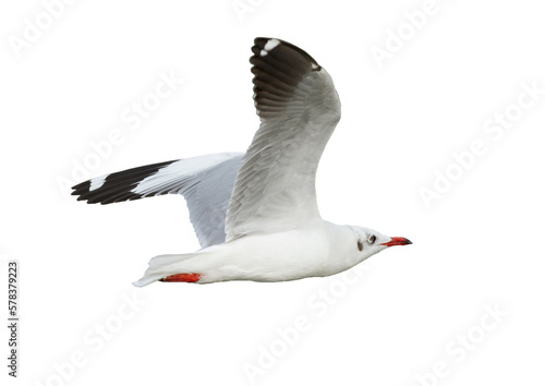 Seagull flying on transparent background.