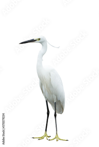 White egret on transparent background photo
