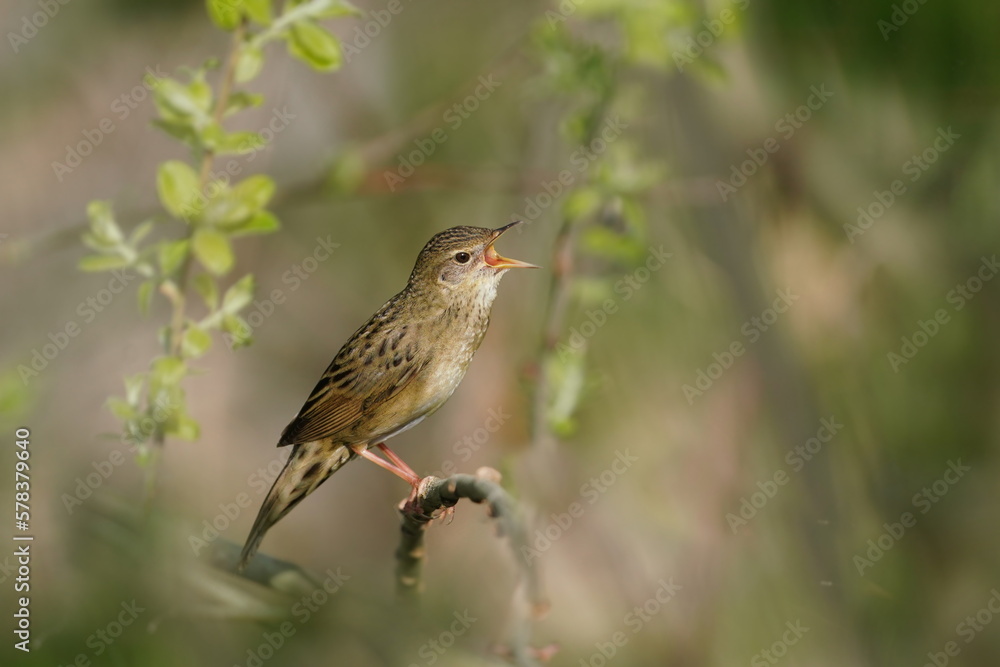 A Common grasshopper warbler sits on the green twig and sings. Locustella naevia. Beautiful wildlife scene with a small song bird. A Common grasshopper warbler sits on the green twig and sings. Locustella naevia. Beautiful wildlife scene with a small song bird.