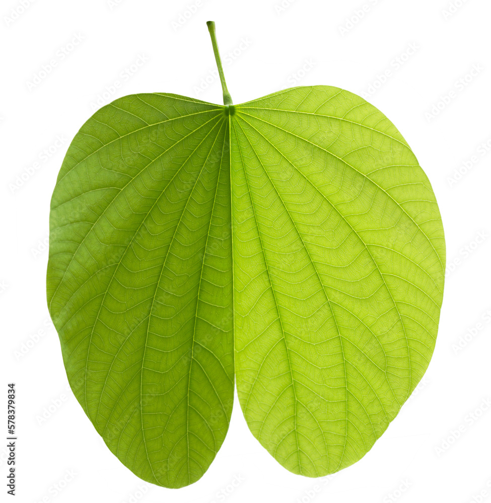 Fototapeta premium Green bauhinia leaf on transparent background