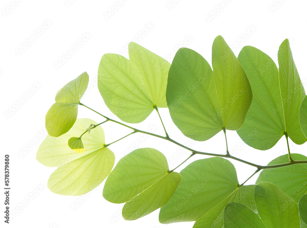 Buahinia leaf with twig on transparent background Buahinia leaf with twig on transparent background