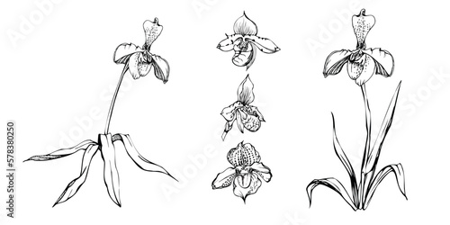Hand drawn vector ink orchid flowers, stems, leaves, monochrome, detailed outline. Composition with branches. Isolated on white background. Design for wall art, wedding, print, tattoo, cover, card.