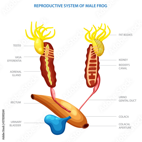 Labelled diagram of Reproductive system of male frog