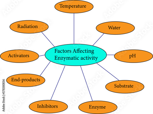 Factors Affecting Enzymatic Activity ,vector image
 photo