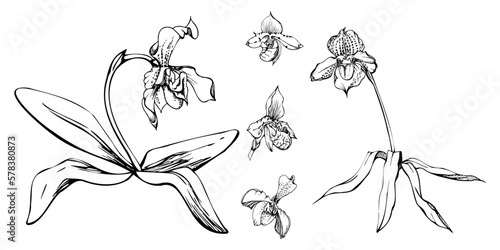 Fototapeta Naklejka Na Ścianę i Meble -  Hand drawn vector ink orchid flowers, stems, leaves, monochrome, detailed outline. Composition with branches. Isolated on white background. Design for wall art, wedding, print, tattoo, cover, card.