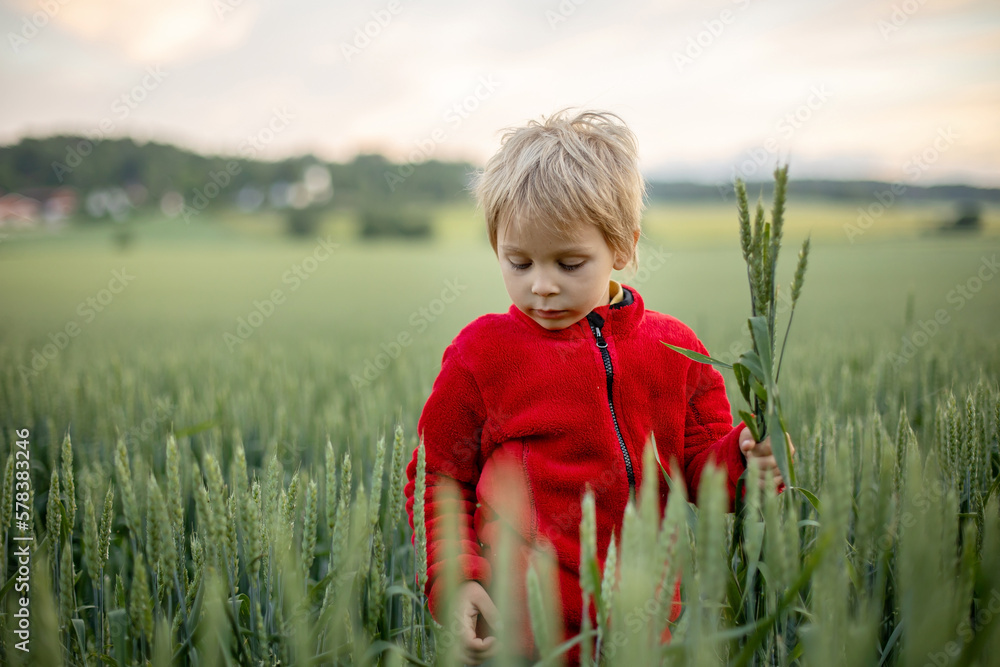 Cute toddler child, playing in a green field in Norway on sunset, happiness Cute toddler child, playing in a green field in Norway on sunset, happiness