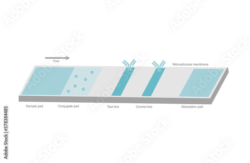 The architecture of Lateral flow test or Rapid test kit  that show the important element in cassette:  Control and test line, Sample, Conjugate and Absorption pad on the nitrocellulose membrane.