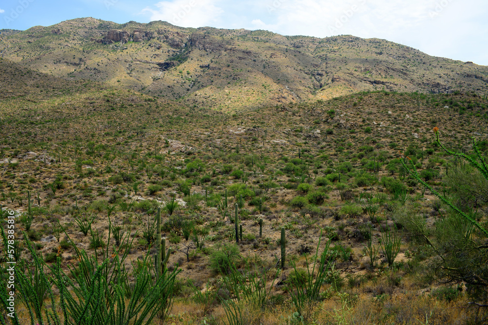 Naklejka premium Early Morning Saguaro National Park