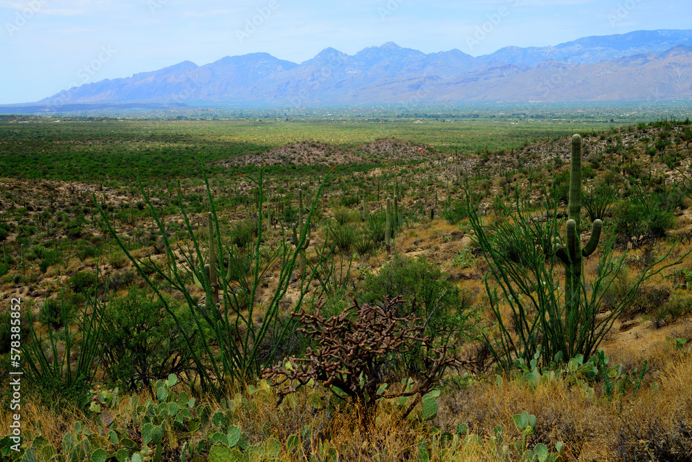 Naklejka premium Early Morning Saguaro National Park