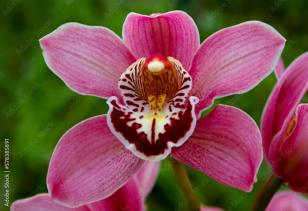 Phalaenopsis orchid blooming in a greenhouse, close-up Phalaenopsis orchid blooming in a greenhouse, close-up