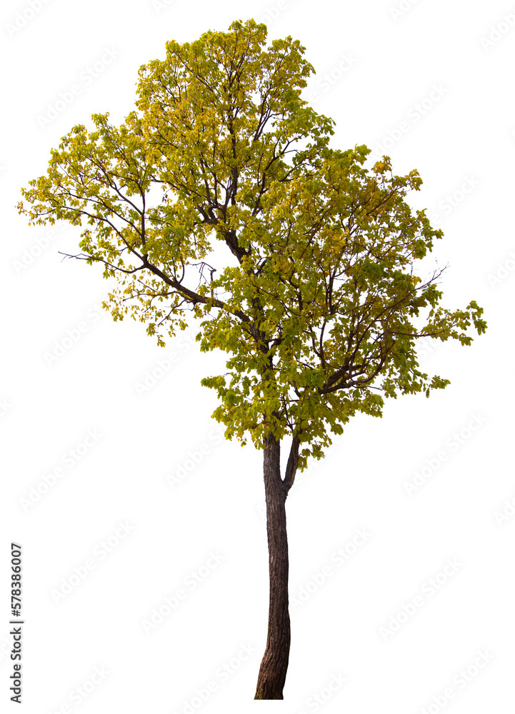 PNG tree with removed original background for easy to drag and drop in new project PNG tree with removed original background for easy to drag and drop in new project