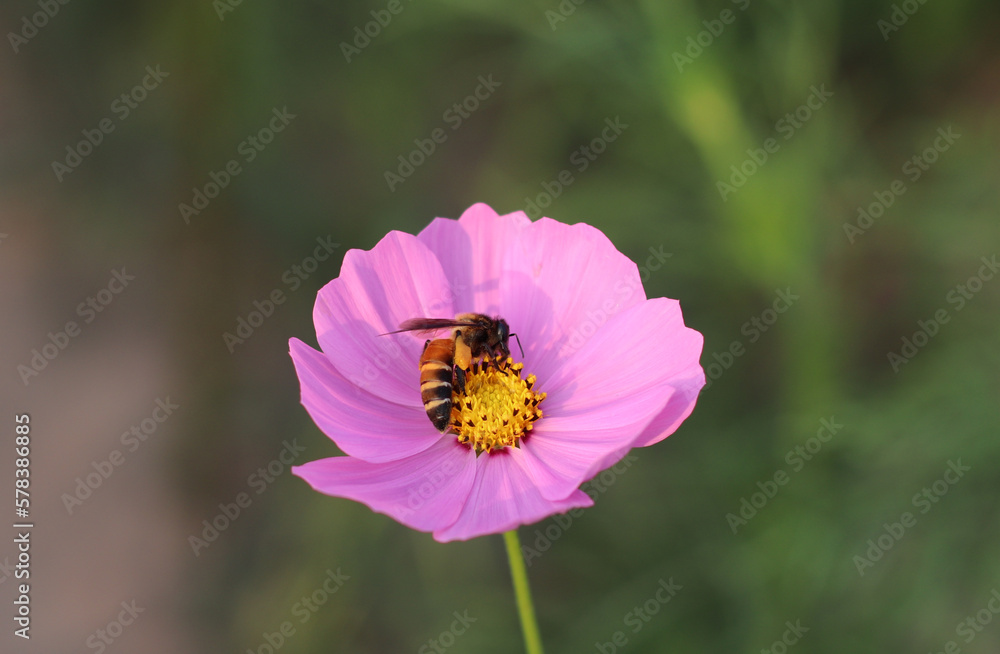 little bee with flowers in the park little bee with flowers in the park