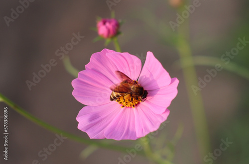 little bee with flowers in the park