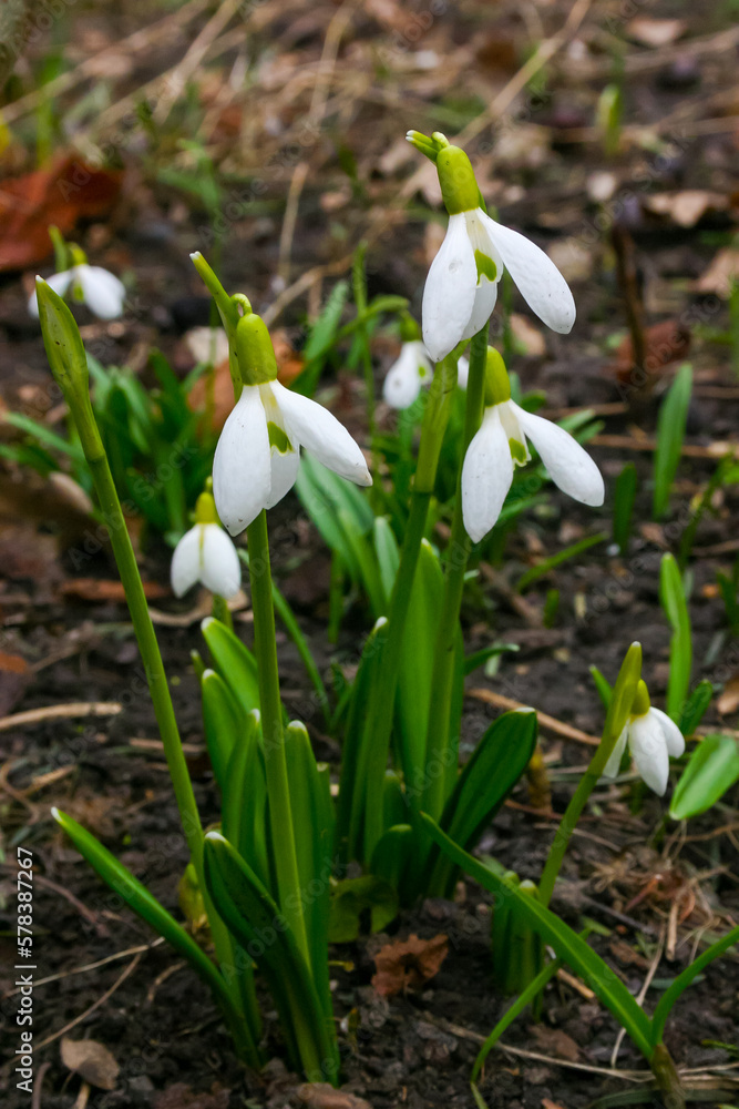 Galanthus, Beautiful spring flowers in the wild. Snowdrops in nature Galanthus, Beautiful spring flowers in the wild. Snowdrops in nature