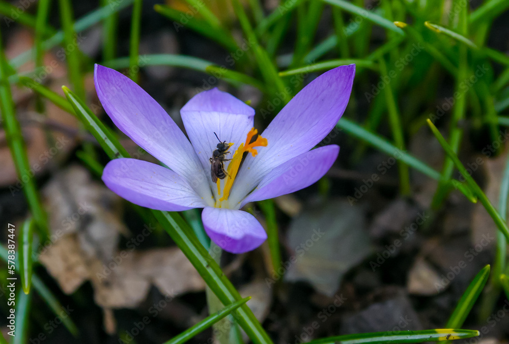 Garden crocuses bloom in spring in the botanical garden Garden crocuses bloom in spring in the botanical garden