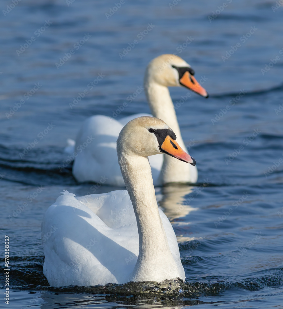 Mute swan, Cygnus olor. Two beautiful birds floating on a river Mute swan, Cygnus olor. Two beautiful birds floating on a river