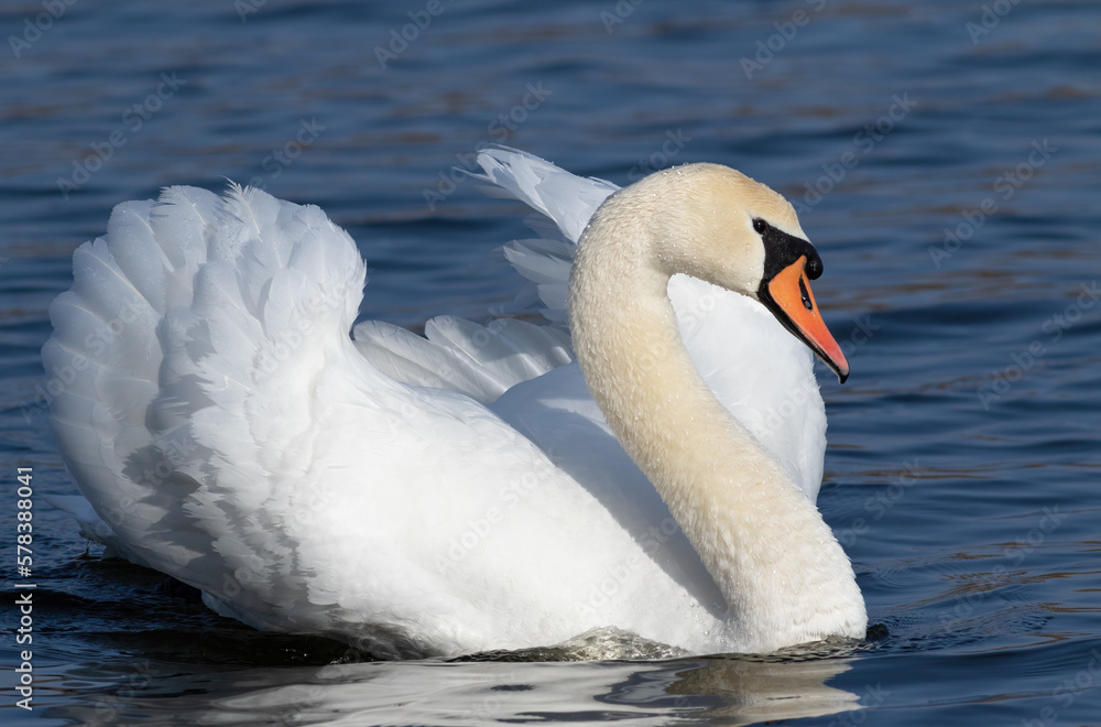 Mute swan, Cygnus olor. A gorgeous male floats down the river Mute swan, Cygnus olor. A gorgeous male floats down the river