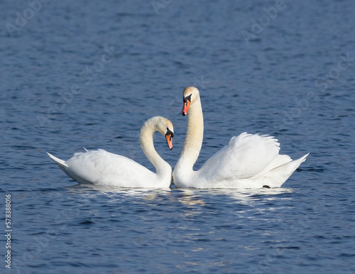 Mute swan, Cygnus olor. Male and female join together as a family, cooing with each other