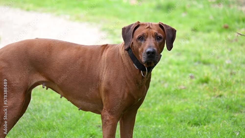 Rhodesian ridgeback walking in the park Rhodesian ridgeback walking in the park