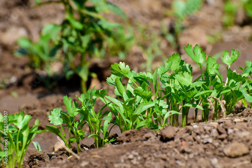 Green and fresh cilantro (coriander) growing in vegetable garden, Organic coriander leaves