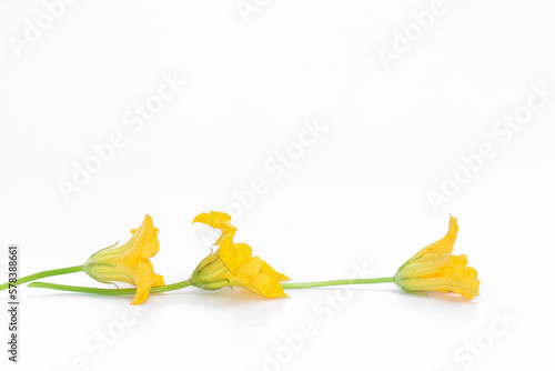 Yellow flower. pumpkin flower isolated on white background