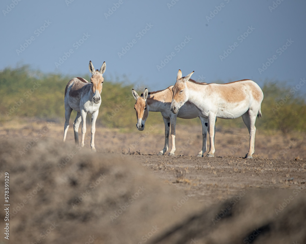 A group of wild ass resting A group of wild ass resting