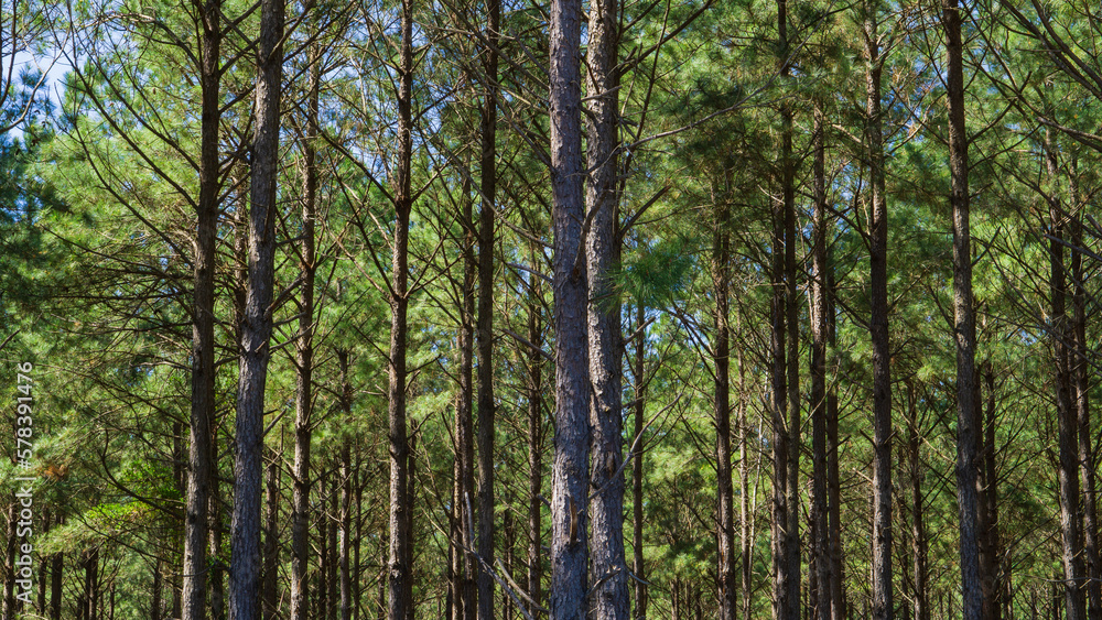 pine tree forest pine tree forest