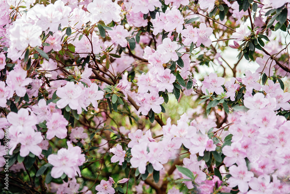 Fototapeta premium Blooming pink azalea flowers close up nature spring background. floral background lush fresh azalea flowers. Beautiful Rhododendron. springtime in botanical garden. Bush in bloom. Place for text.