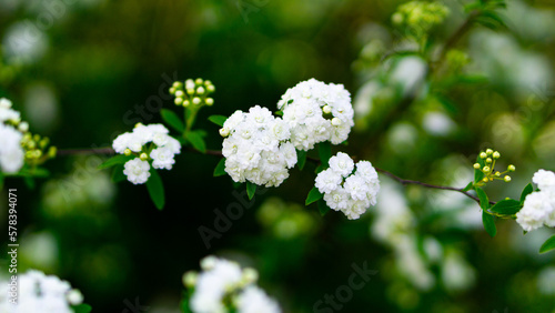 white flowers on a bush