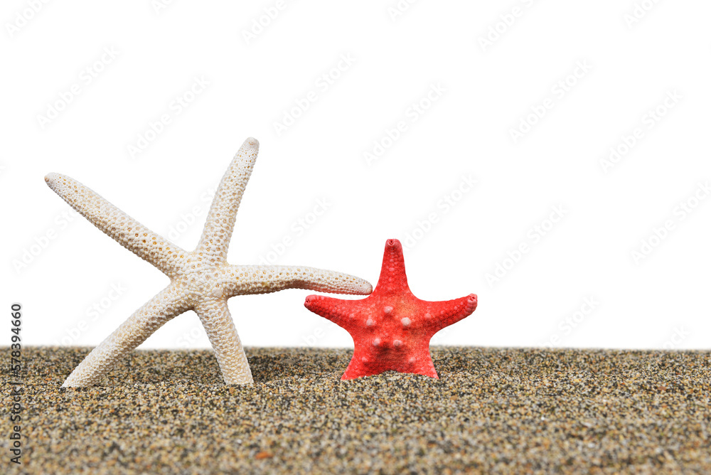 Starfish on the beach isolated on transparent background, PNG. Starfish on the beach isolated on transparent background, PNG.