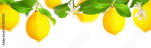Lemon plantation, panorama, transparent background