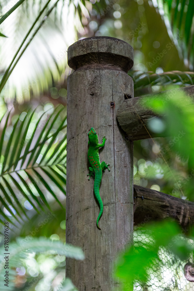 Mauritius lowland forest day gecko Phelsuma guimbeaui, Savanne, Mauritius
