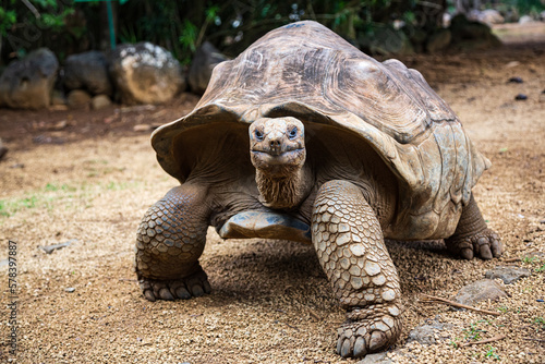 Aldabra giant tortoise Aldabrachelys gigantea in La Vanille Nature Park, Savanne, Mauritius photo