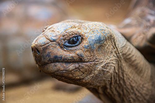 Portrait of Aldabra giant tortoise Aldabrachelys gigantea in La Vanille Nature Park, Savanne, Mauritius