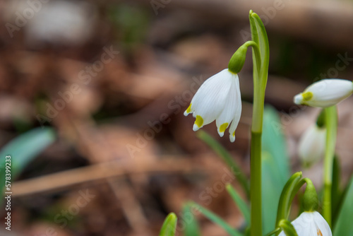 Spring white flower Bledule - Leucojum vernum with green leaves in wild nature in floodplain forest. © Roman Bjuty