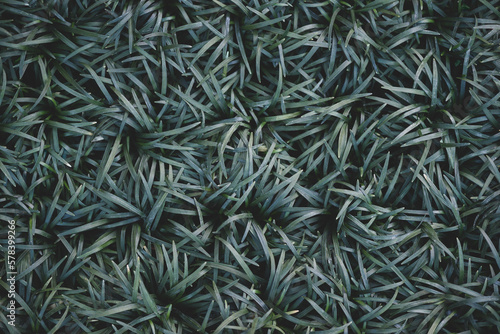 Green background of  Mondo Grass Ophiopogon Japonicus leaves grows outdoors, beautiful garden and landscape design, toned style photo